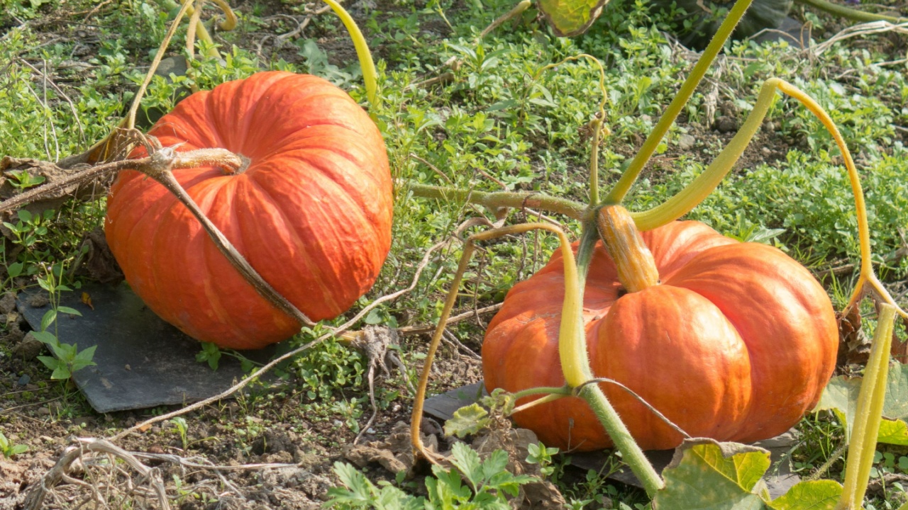 Home Grown Pumpkin 'Rouge Vif D'Etampes' (Cucurbita Maxima) on an Allotment in a Vegetable Garden in Devon, England, UK