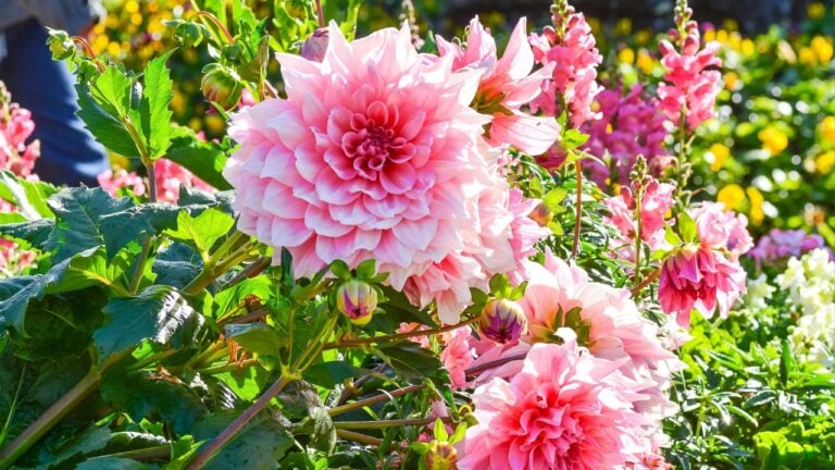 Beautiful giant flowers of pink dahlia.