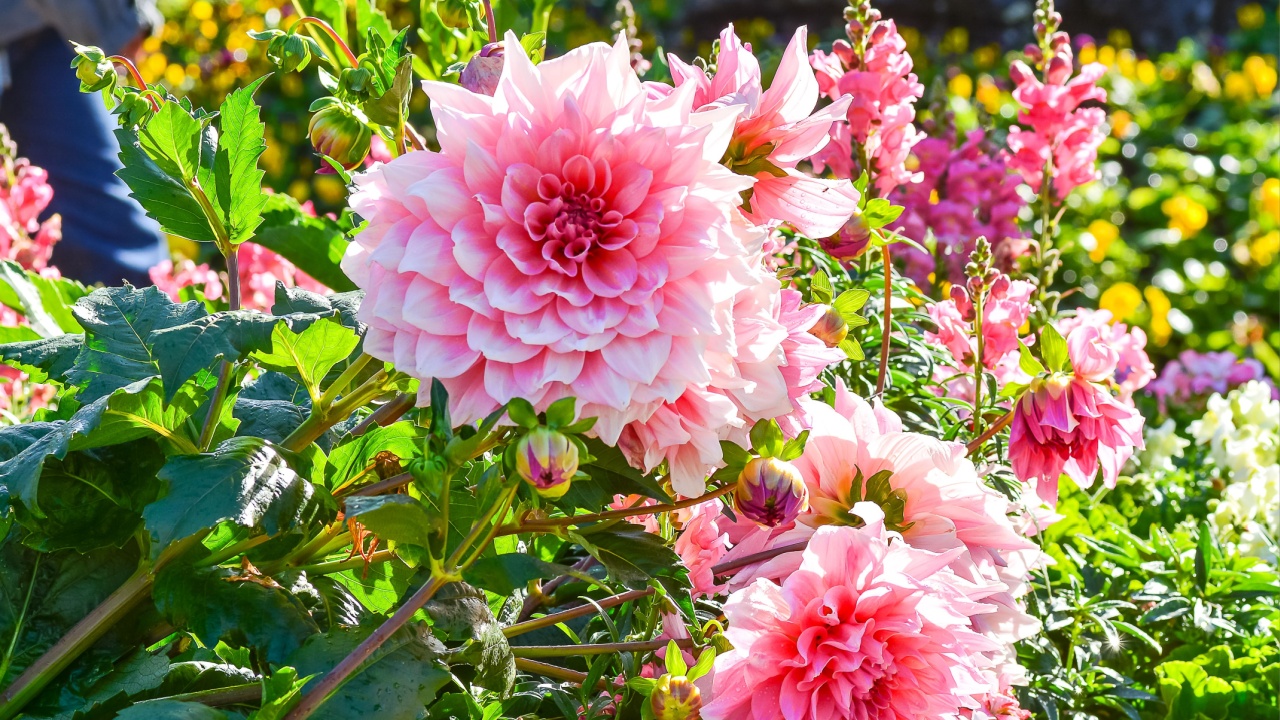 Beautiful giant flowers of pink dahlia.