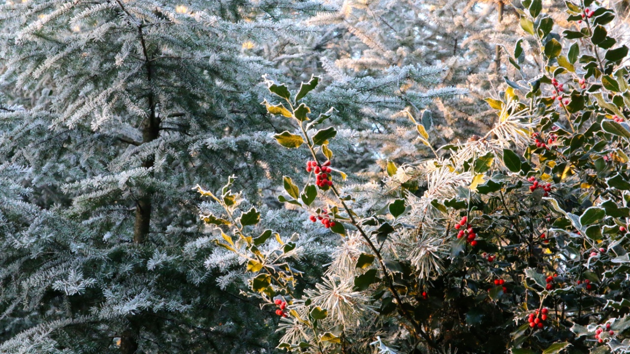 Frozen American holly