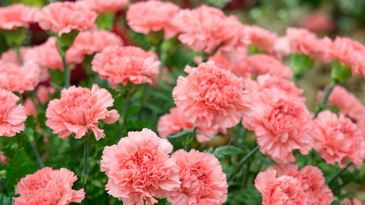 Pink carnation