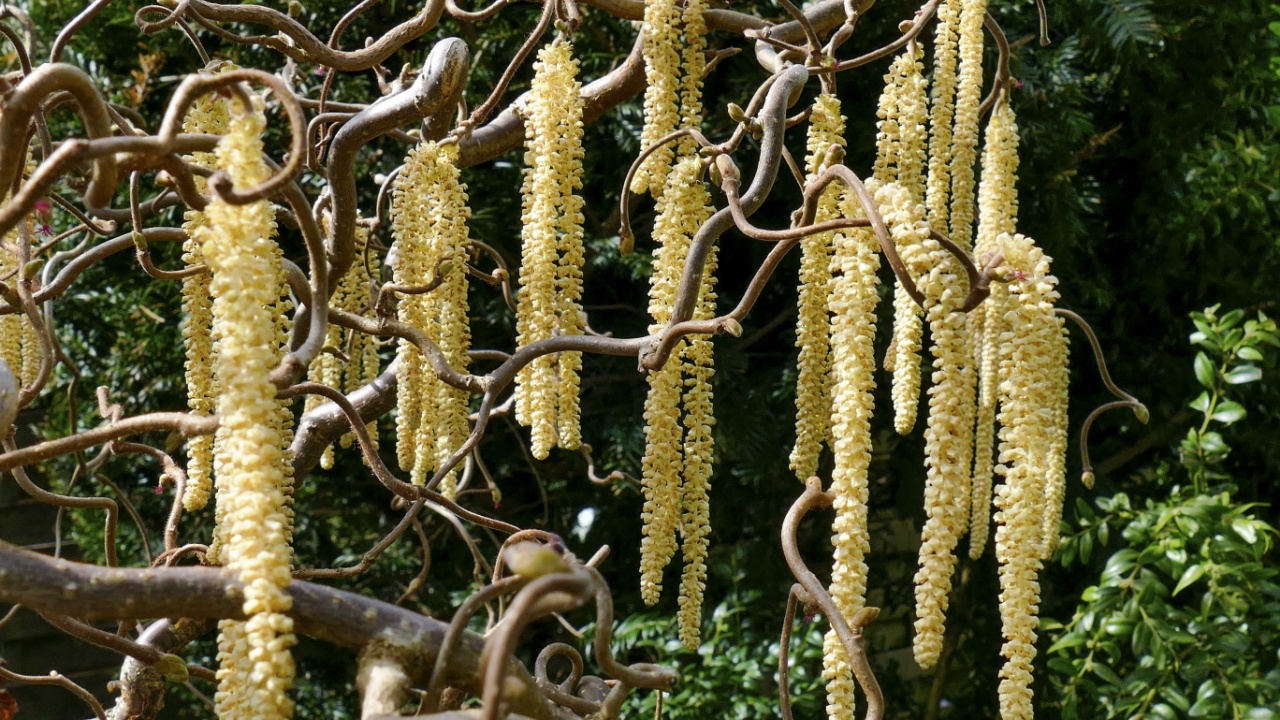 Corkscrew Hazel (Corylus avellana 'contorta'), branch with pollen cones