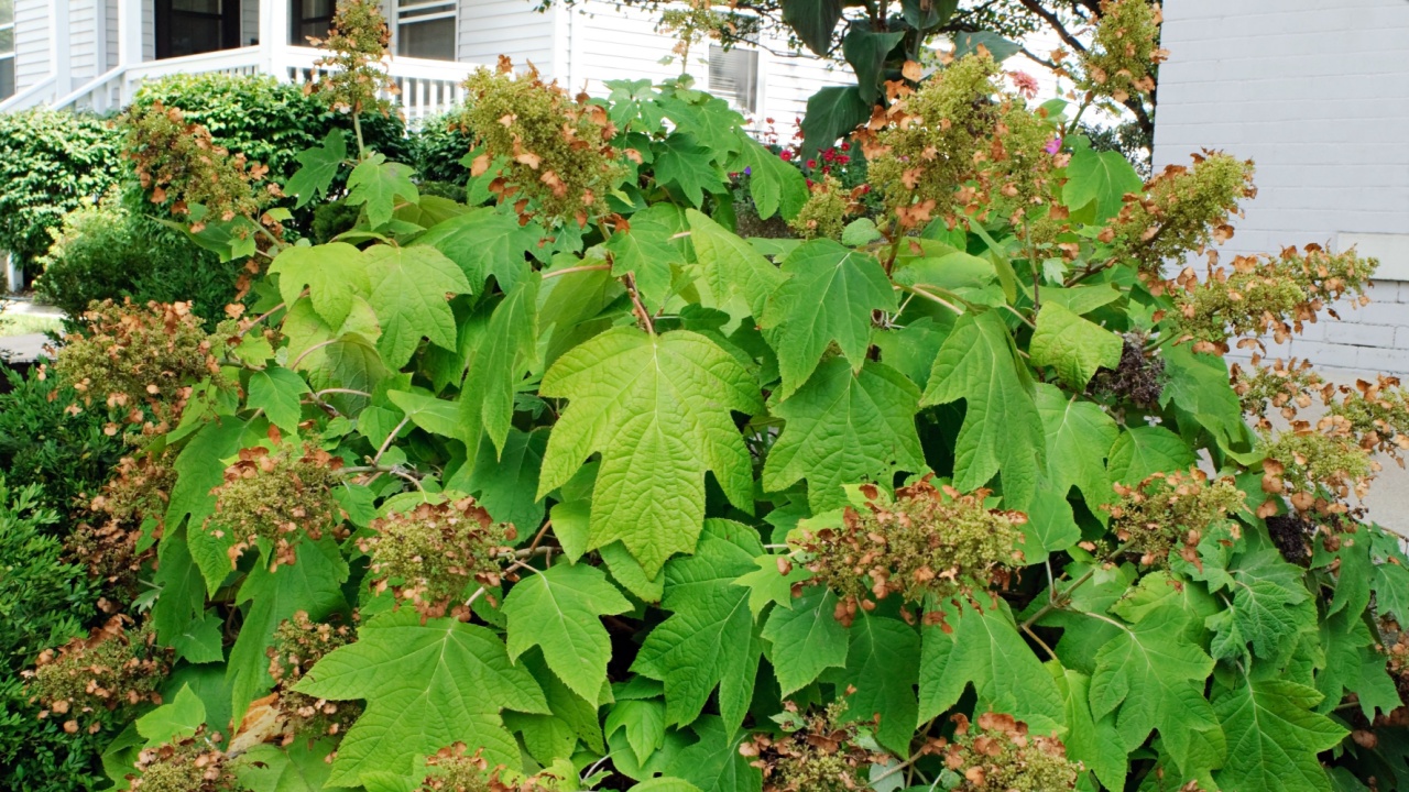 Oakleaf Hydrangea or Hydrangea Quercifolia