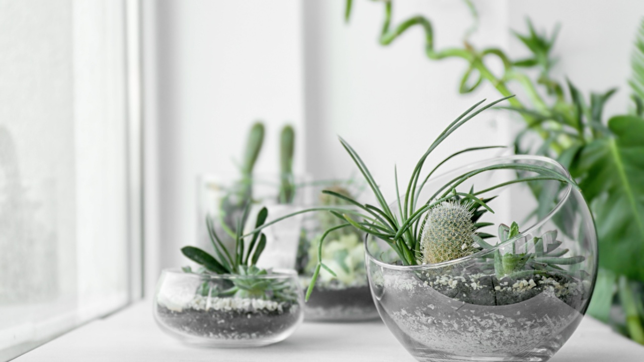 Mini succulent garden in glass terrarium on windowsill