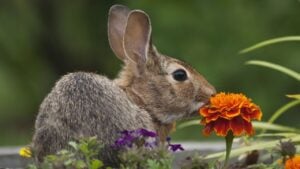 Cottontail Rabbit sitting on a meadow with an orange Marigold flower