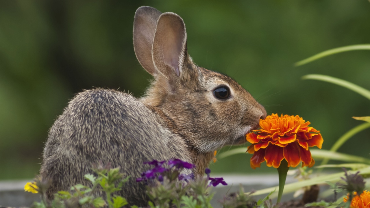 Cottontail Rabbit sitting on a meadow with an orange Marigold flower