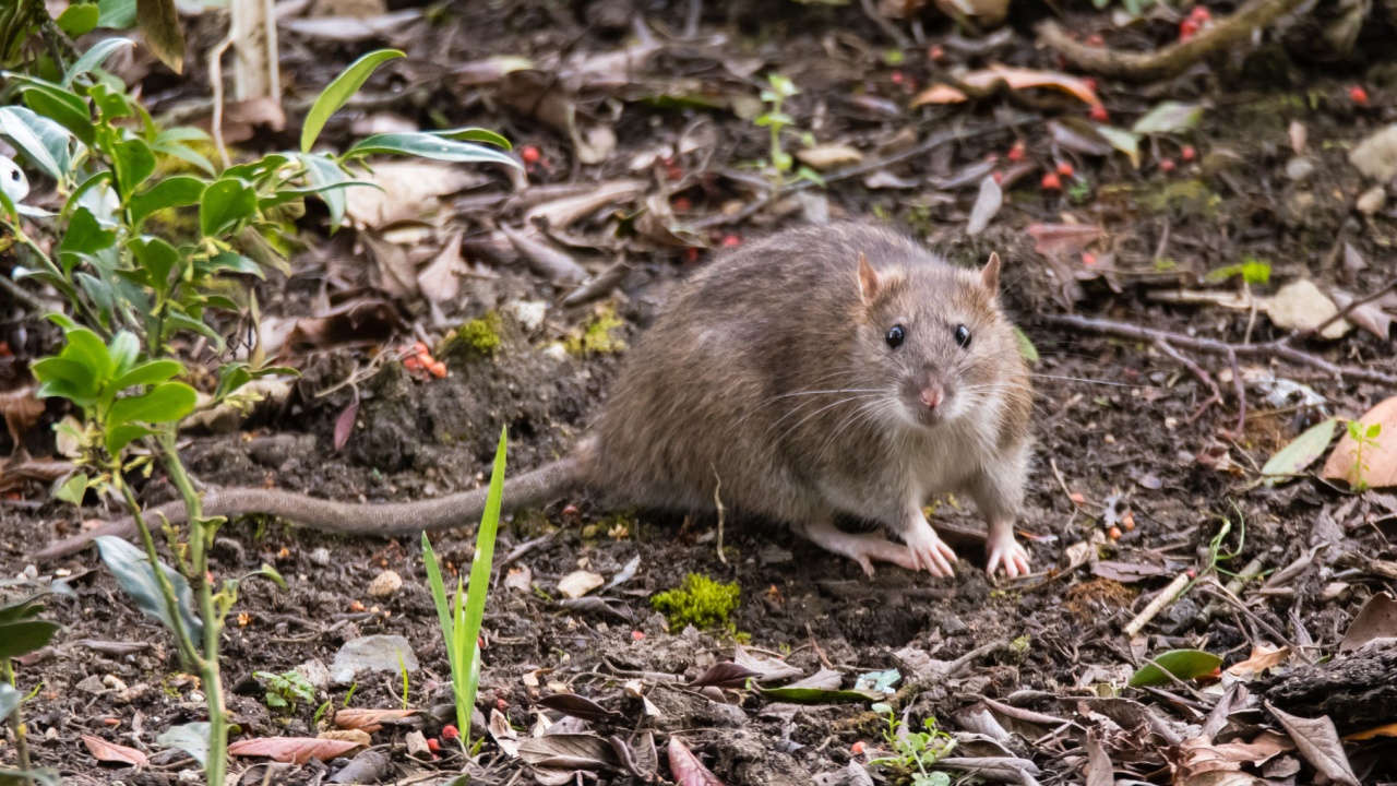 Brown rat (Rattus norvegicus) looking at camera. Common rodent foraging amongst plants in botanic garden, with impressive whiskers