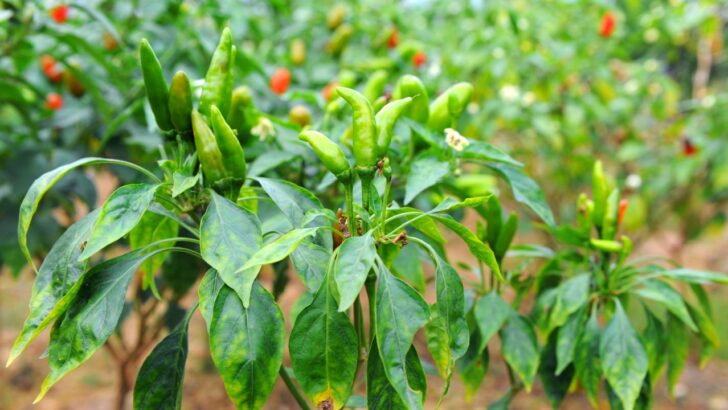 Poor Pepper Yield This Year? 12 Mistakes to Avoid Next Season
