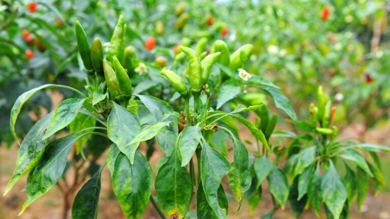 Peppers growing in the nature