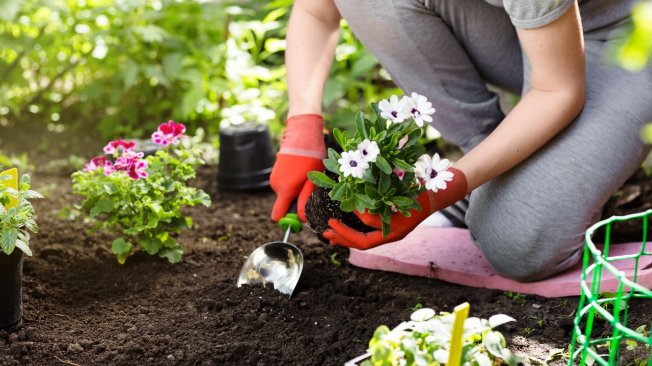 Gardener planting flowers in the garden, close up photo.