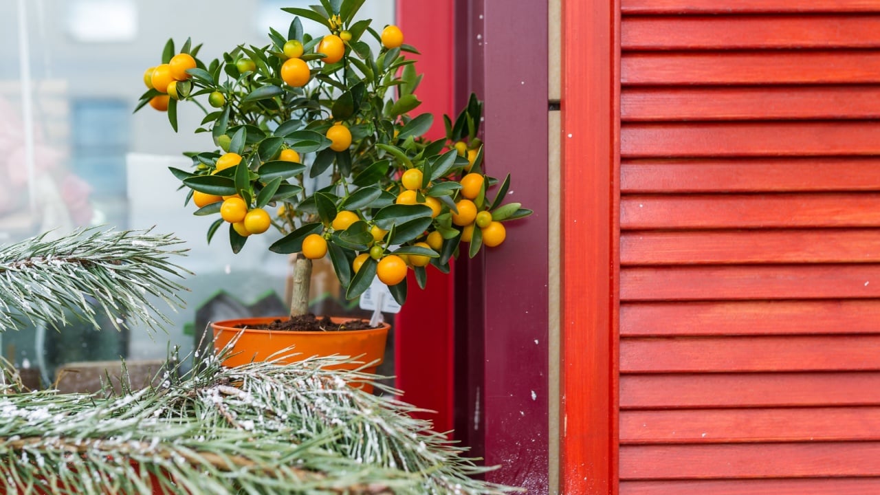 Lemon tree with lemon and sprig of pine on the window.