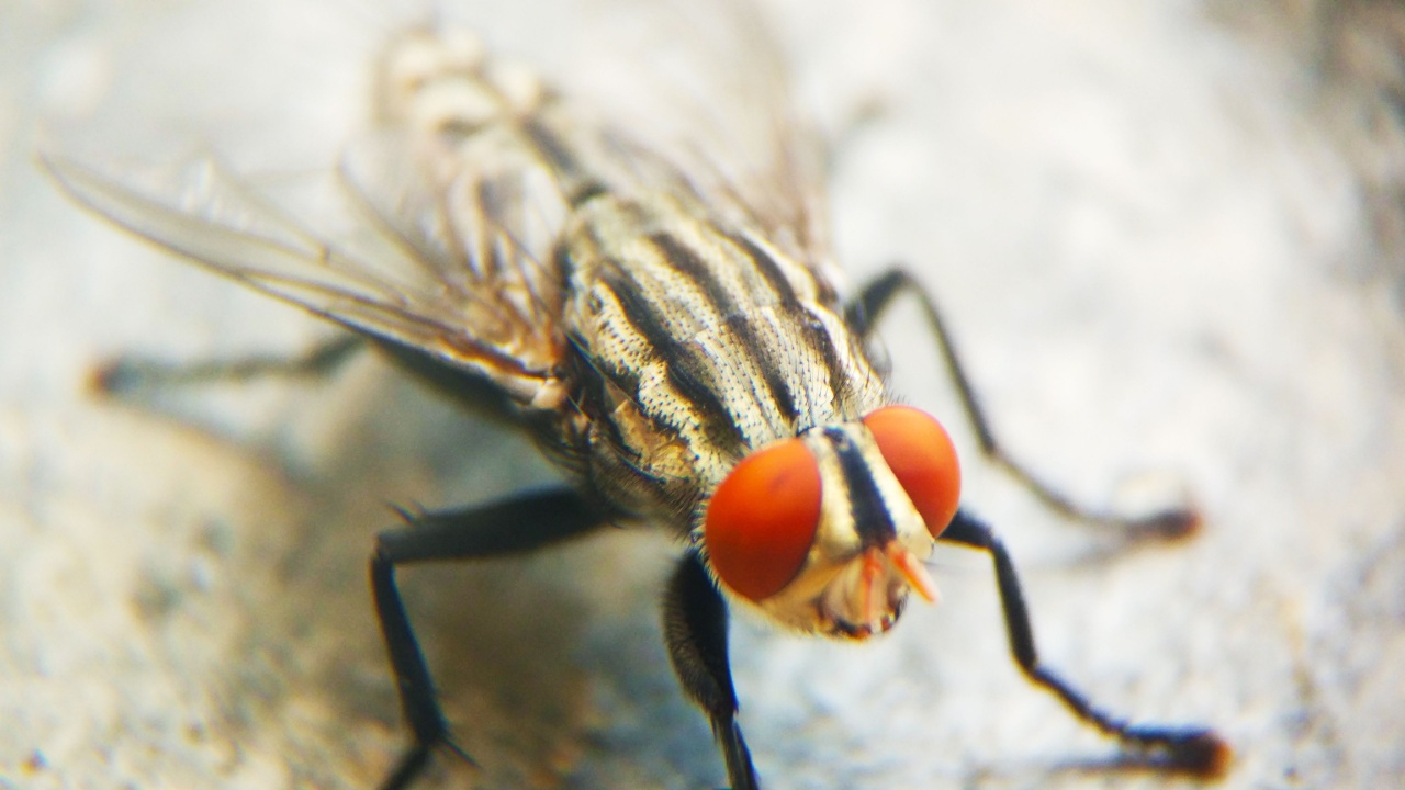 Macro shot of cluster fly.