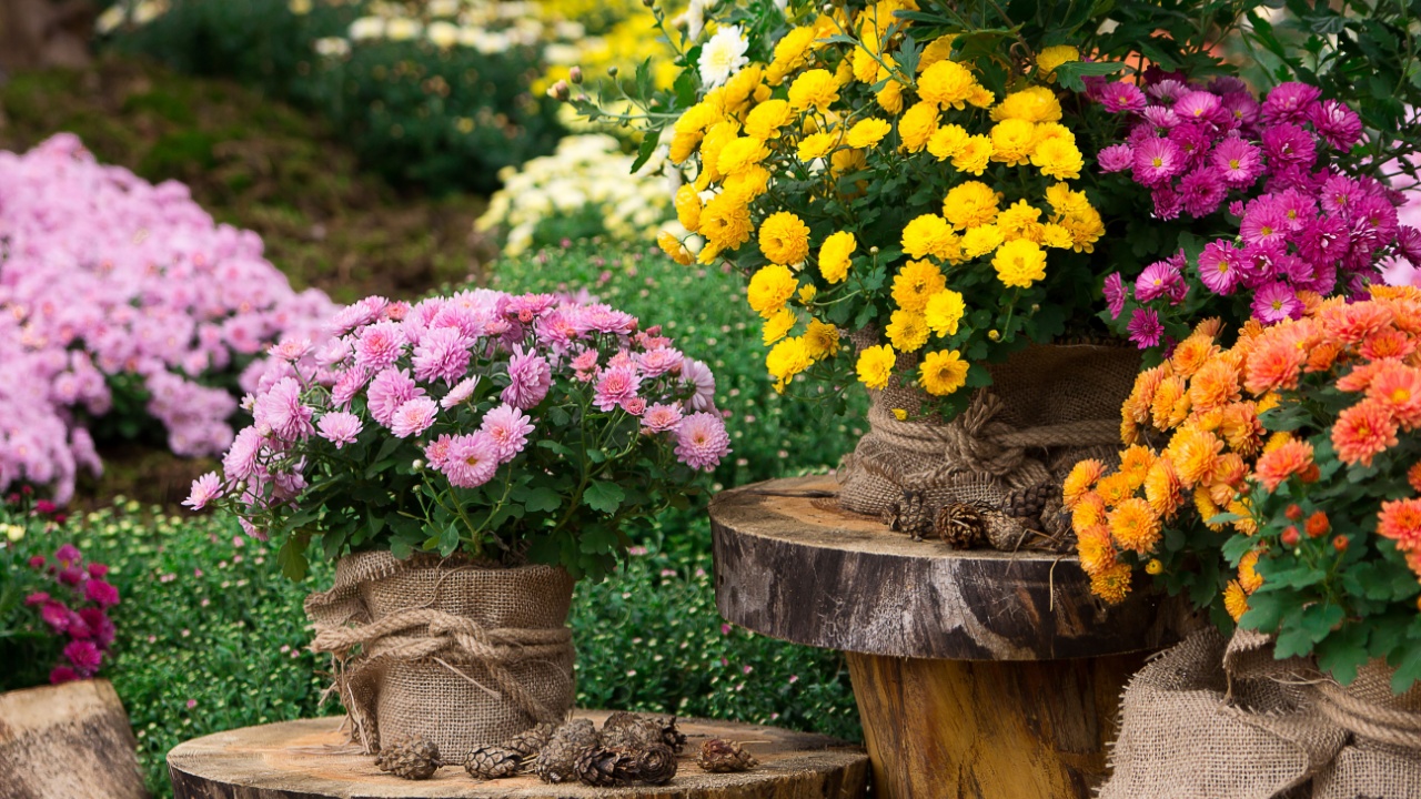 A bouquet of beautiful chrysanthemum flowers outdoors. Chrysanthemums in the garden.