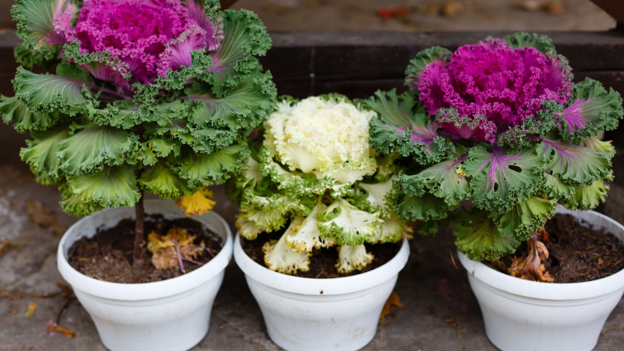 Ornamental Kale in pots. Container garden with Decorative cabbage.