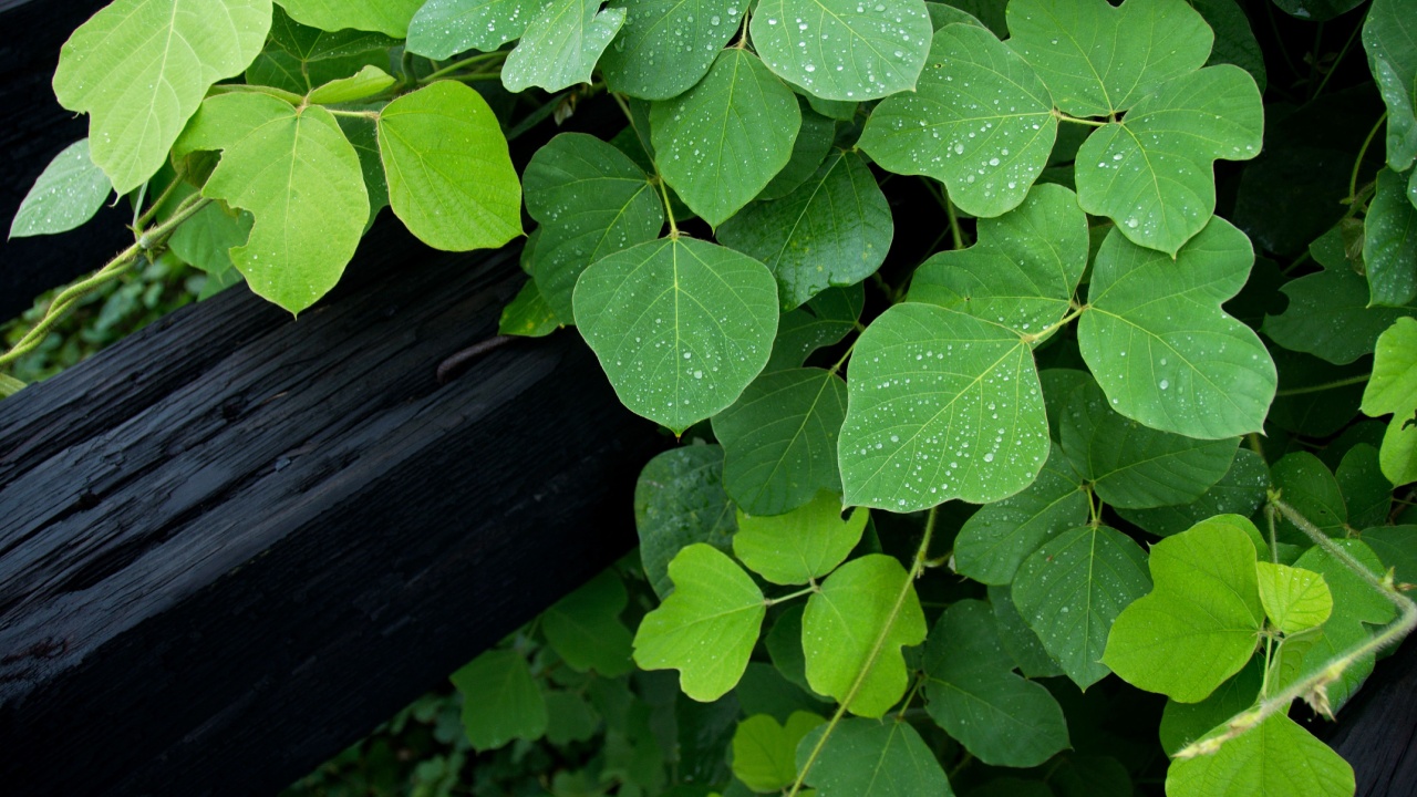 Kudzu, an invasive Japanese vine growing near the Mississippi river in Baton Rouge, Louisiana, USA.
