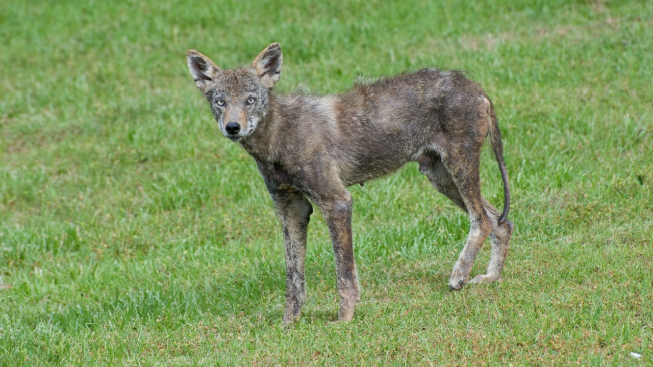 Coyote in neighborhood