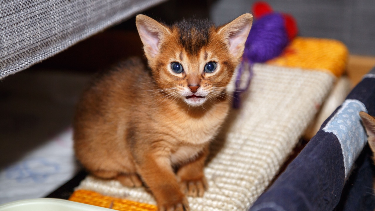 Funny Abyssinian kitten sitting on the scratching post and looking in the camera.