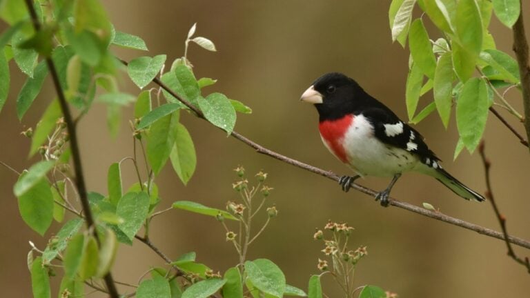 Rose-breasted grosbeak bird on a tree in spring