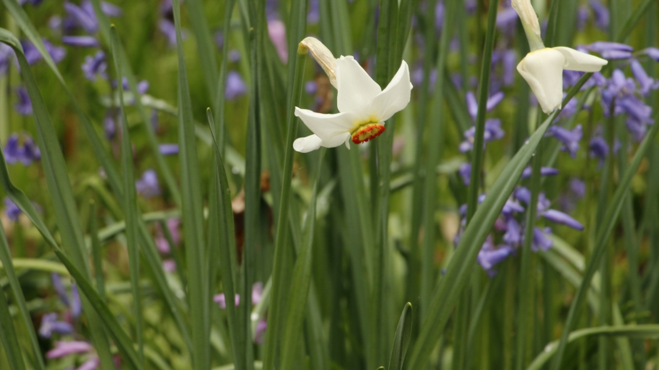 Narcissus poeticus between the blue Camassia flowers
