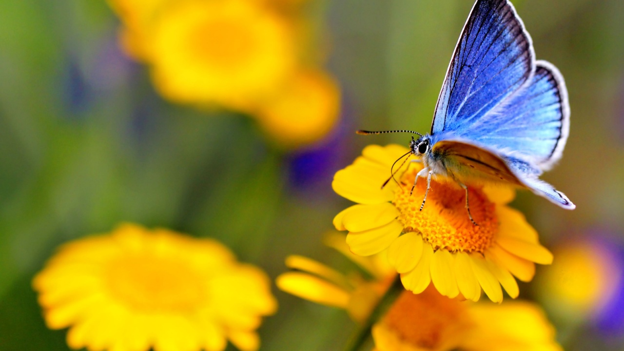 Common Blue butterfly - polyommatus icarus - perfect macro details