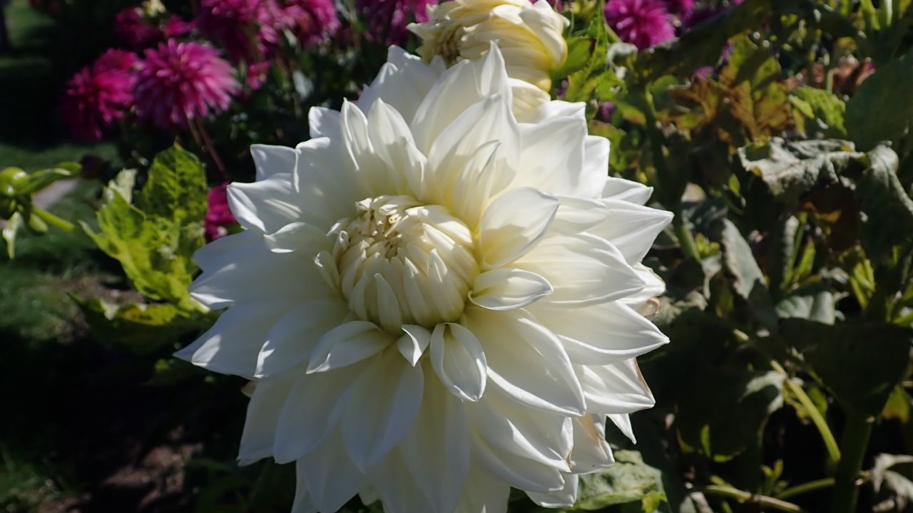 White Dahlia