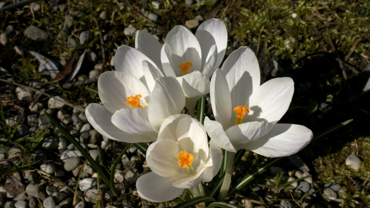 White crocus