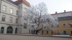 Winter tree in the yard