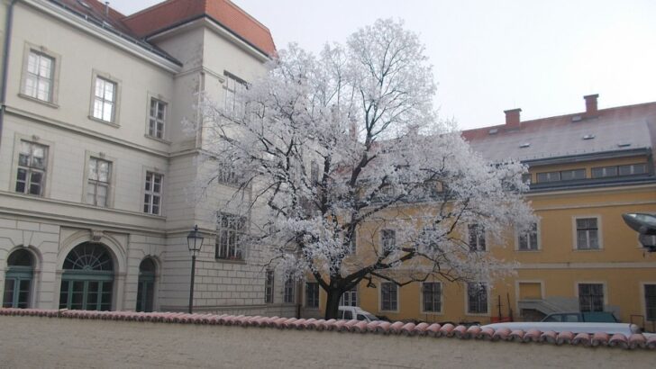 Avoid Unintentional Home Damage from Trees: 4 Considerations