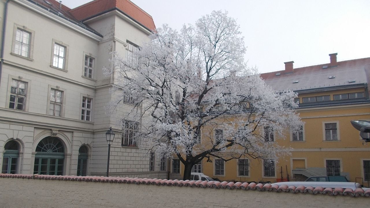 Winter tree in the yard