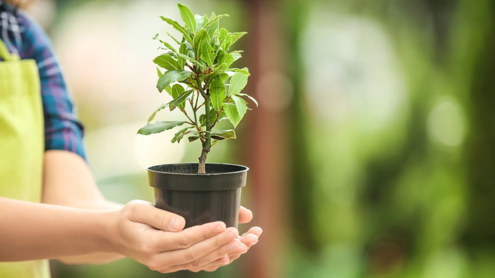 Woman holding pot with bay tree outdoors