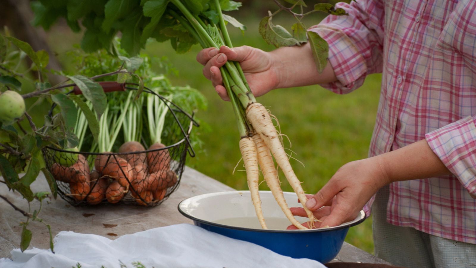Woman washing parsnip root with tops in the garden