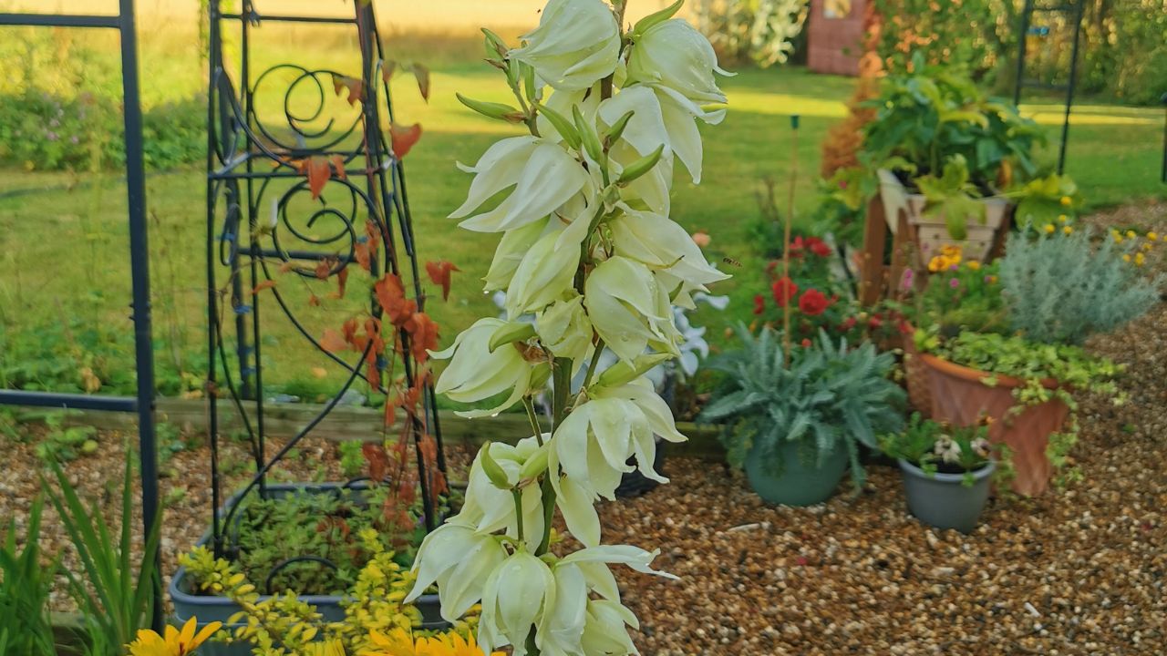 Yucca