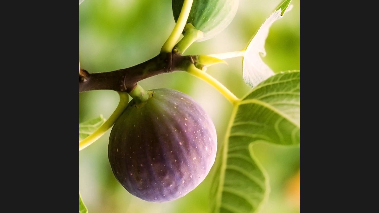 fig tree