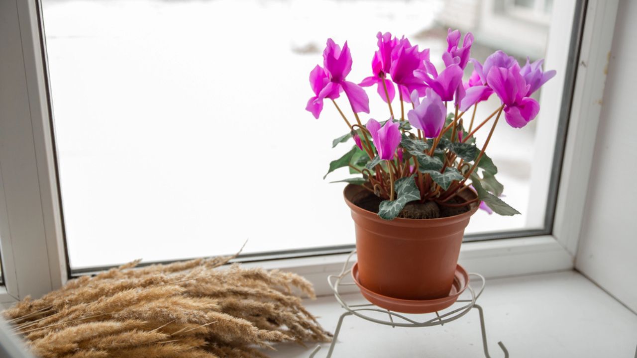 A beautiful pink cyclamen flower stands in a brown pot on the windowsill.
