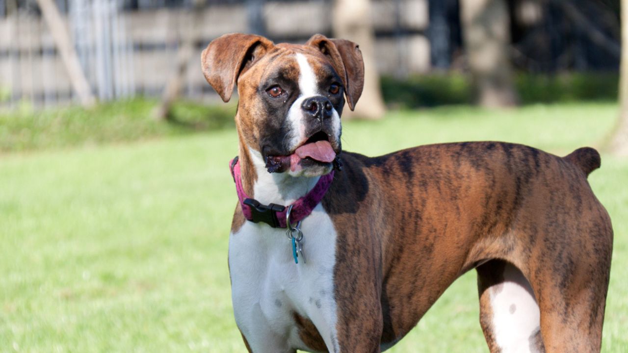 A boxer looking for its owner