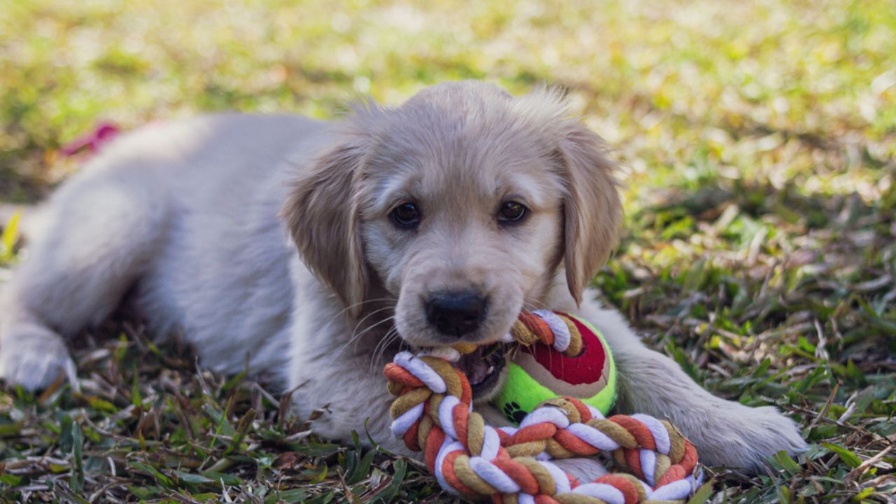 A cute golden retriever puppy lying on the grass while biting a rope