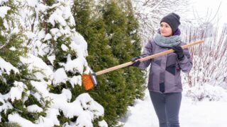 A woman gardener shakes off snow from thuja brabant branches. Cleaning garden trees from heavy snow.