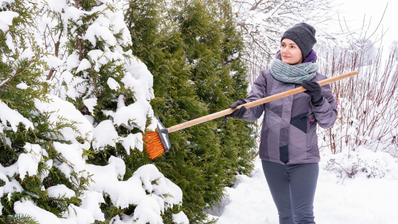 A woman gardener shakes off snow from thuja brabant branches. Cleaning garden trees from heavy snow.