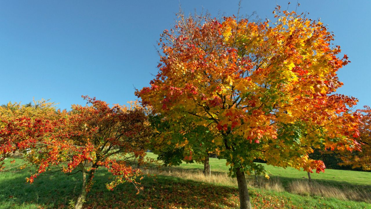Acer platanoides, Norway maple in autumn, Hagen, Lower Saxony, Germany