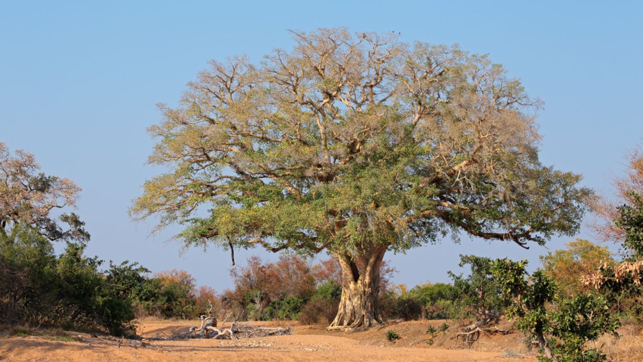 African wild fig tree