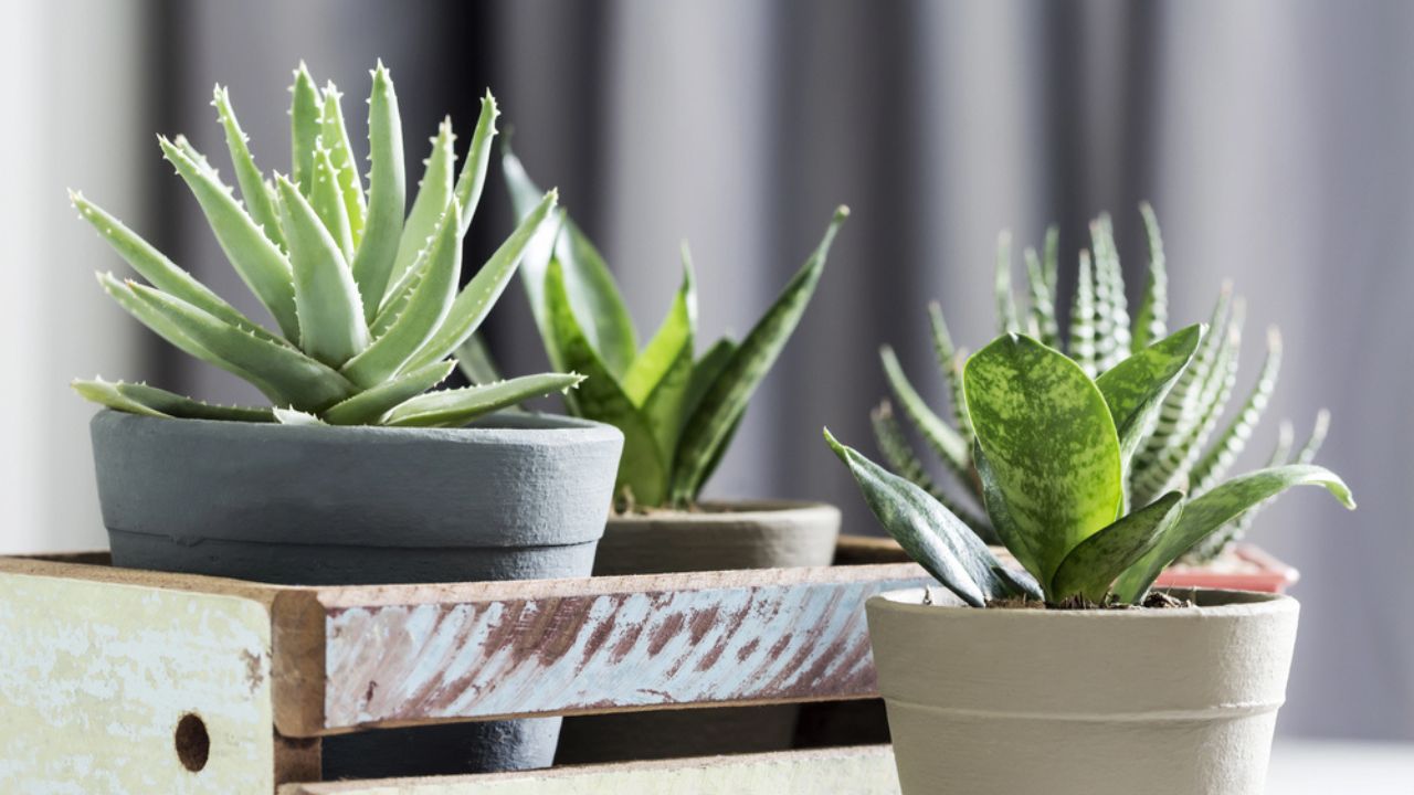 Aloe brevifolia succulent and snake plant in living room