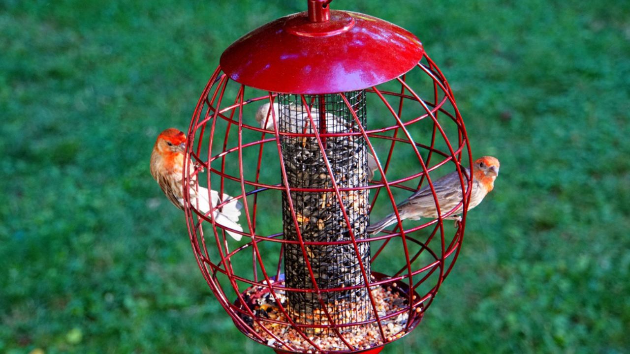 American Red House Finch birds inside a squirrel proof bird feeder, filled with sunflower and wild seeds