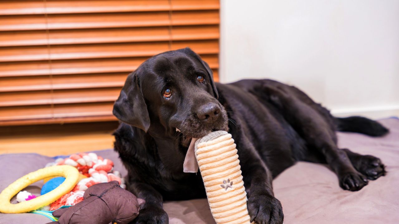 An old black Labrador lies comfortably on a soft bed, playing with plush toys and looking up, capturing a peaceful and cozy moment at home.