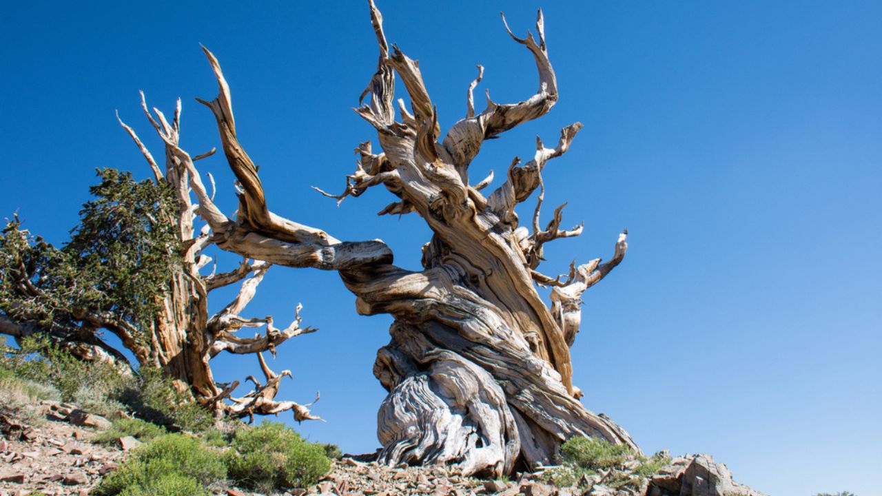 Ancient Bristlecone Pine Tree - these old trees have twisted and gnarled features. California - White Mountains