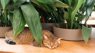 Aspidistra elatior plant and sleeping cat for concepts of comfort, calm and nature-loving lifestyle