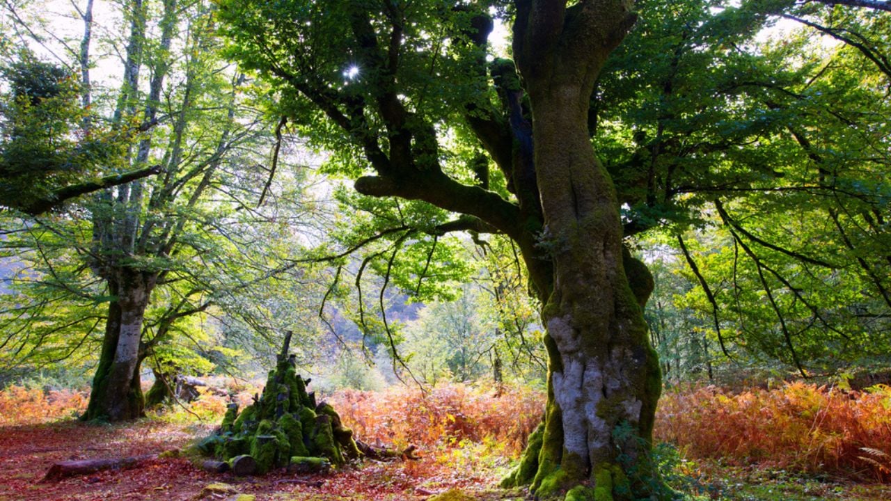 Autumn Selva de Irati beech jungle in Navarra Pyrenees Spain