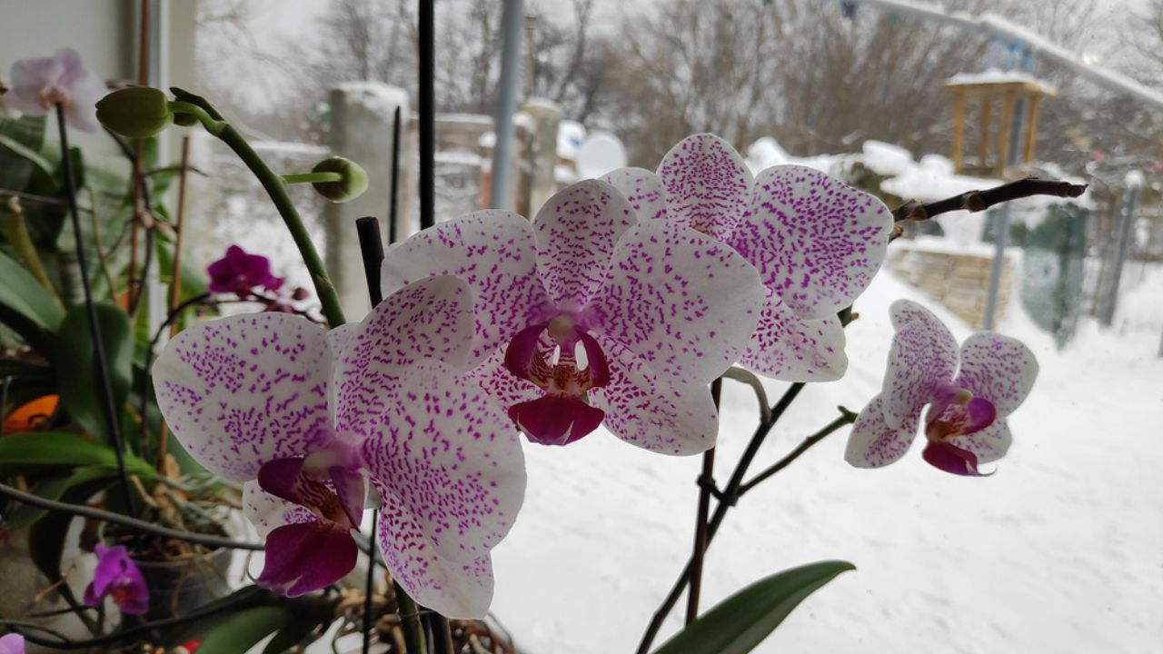 Beautiful orchids on the window in winter, orchid flowers