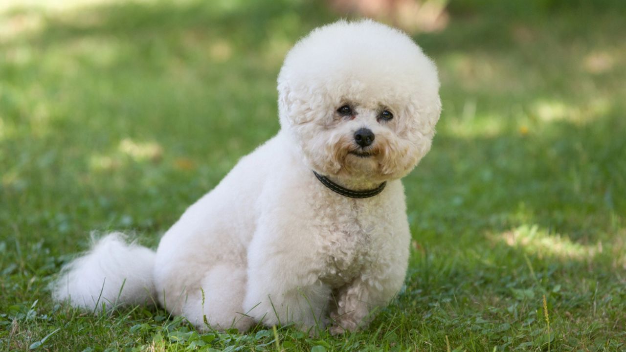 Bichon frize portrait. Beautiful white dog against green lawn