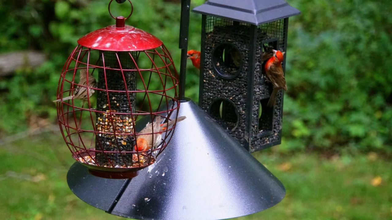 Bird feeder sets attached with a squirrel baffle