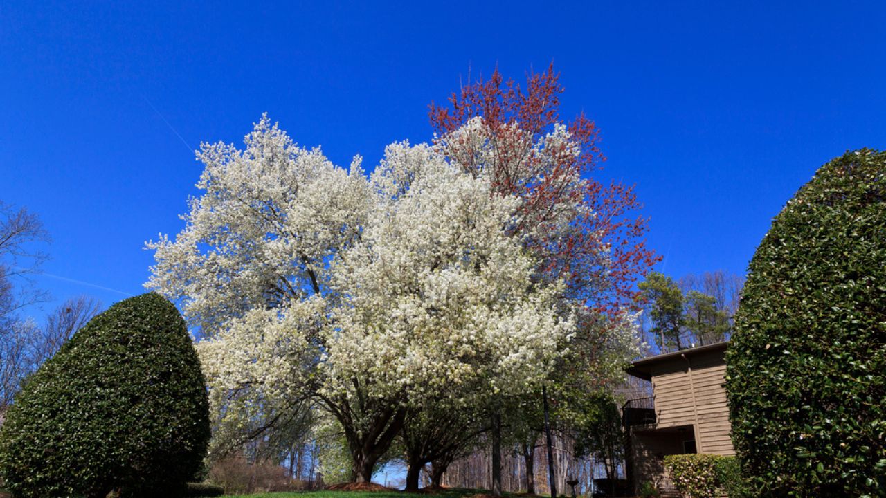 Blooming Bradford Pear Trees in a Yard